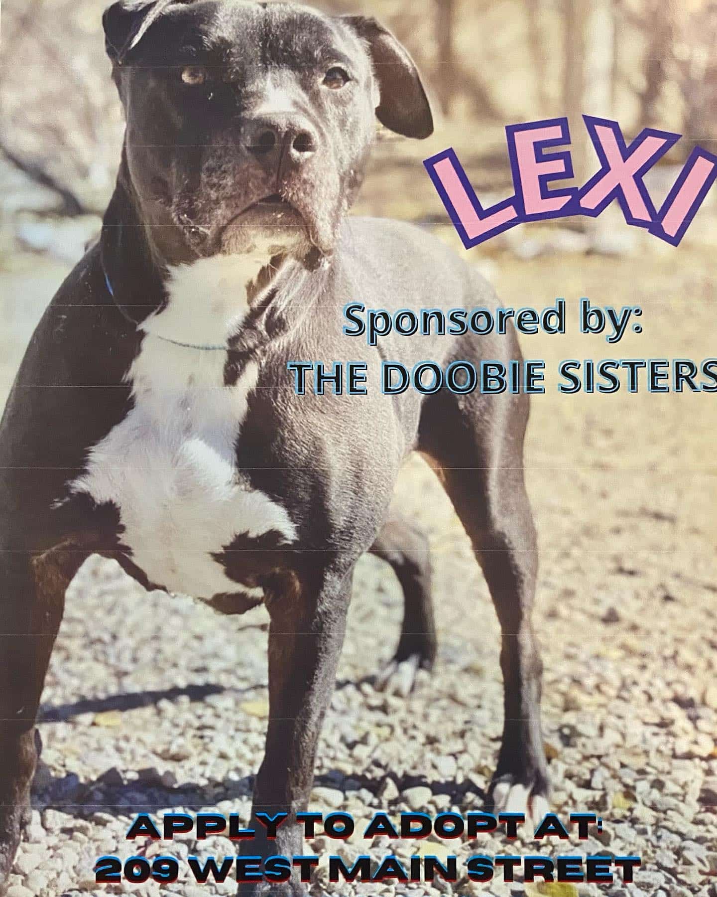 This holiday season we have agreed to partner with @denkaianimalsanctuary and sponsor miss Lexi in her search for her Fur-ever home! Is she not the cutest thing?! Stay tuned for updates on Lexi’s journey. #doobiedog #foreverhome #dogsarethebest
