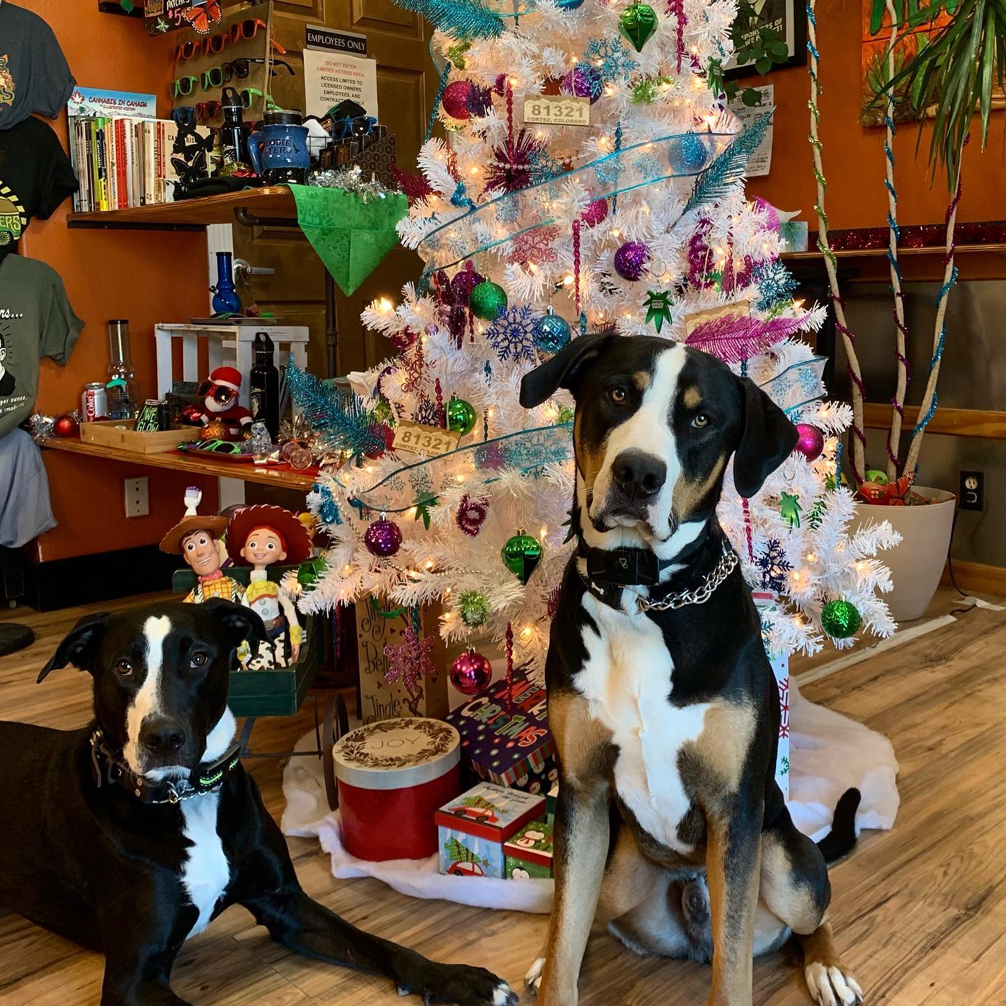 The best way to spread holiday cheer is shopping local and #puppypics #cortezcolorado #shoplocal #getdoobifiedresponsibly